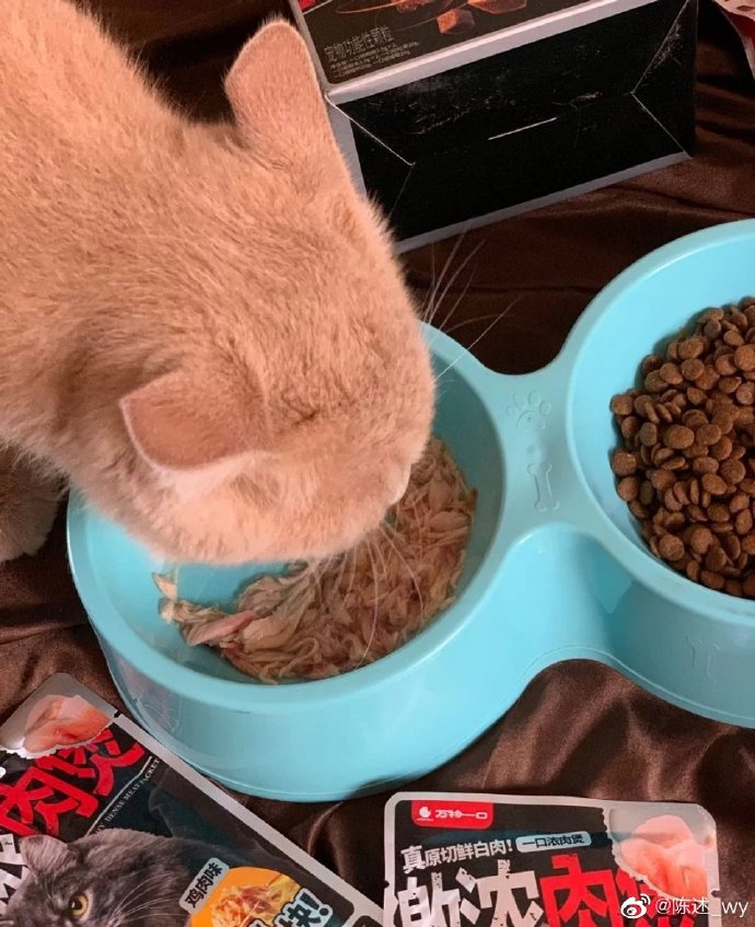 猫图片|宠物猫|猫咪|