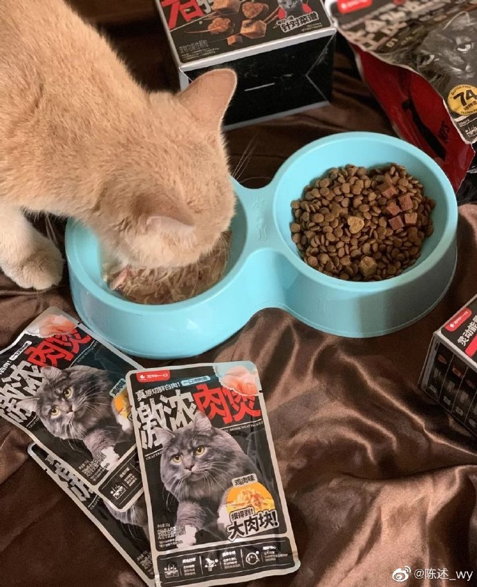 猫图片|宠物猫|猫咪|