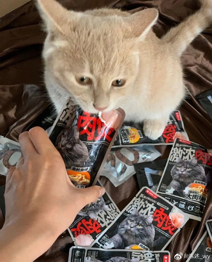 猫图片|宠物猫|猫咪|