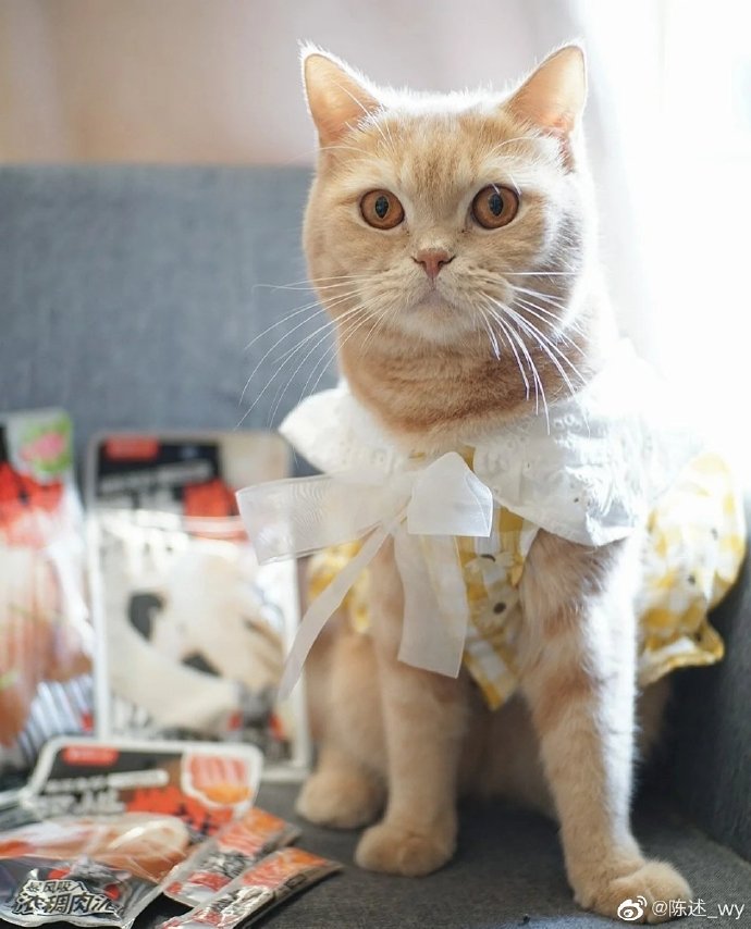 猫图片|宠物猫|猫咪|