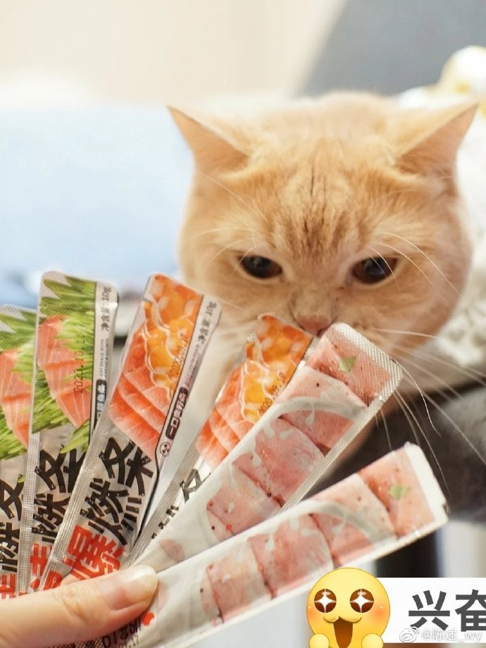 猫图片|宠物猫|猫咪|