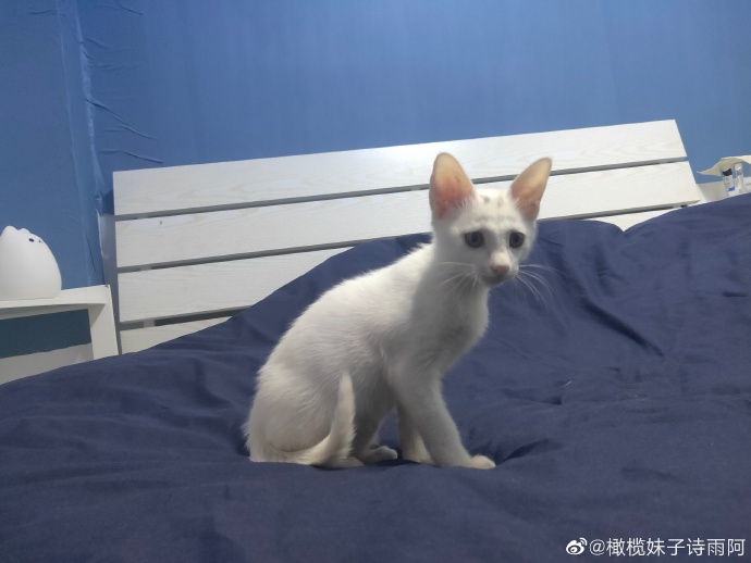 猫图片|宠物猫|猫咪|