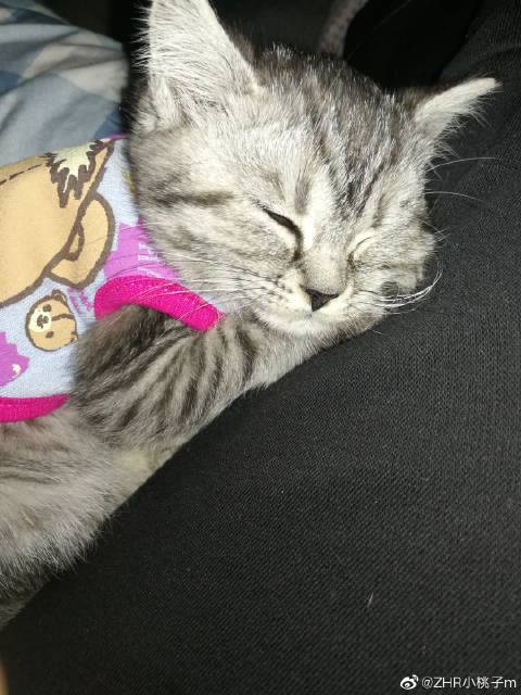 猫图片|宠物猫|猫咪|