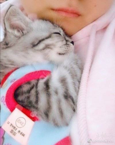 猫图片|宠物猫|猫咪|