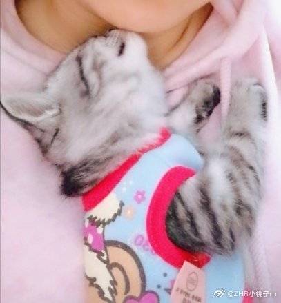 猫图片|宠物猫|猫咪|