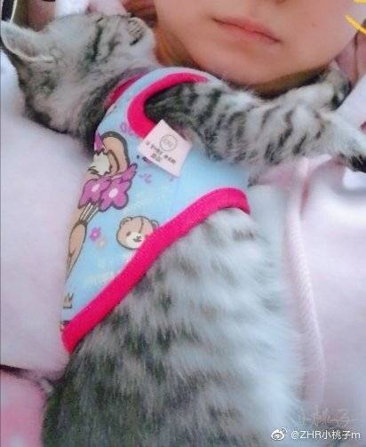 猫图片|宠物猫|猫咪|