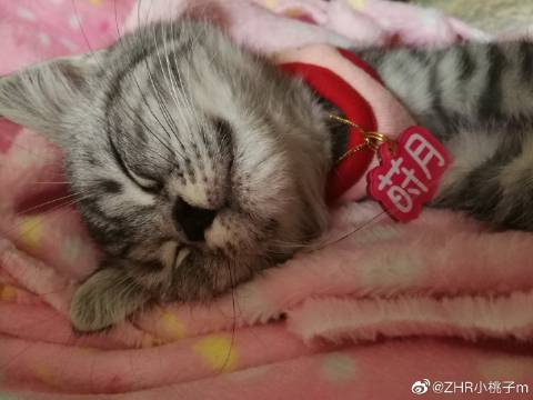 猫图片|宠物猫|猫咪|