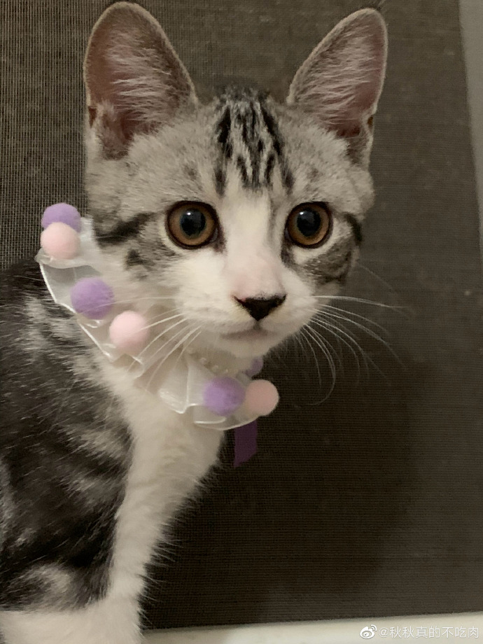 猫图片|宠物猫|猫咪|