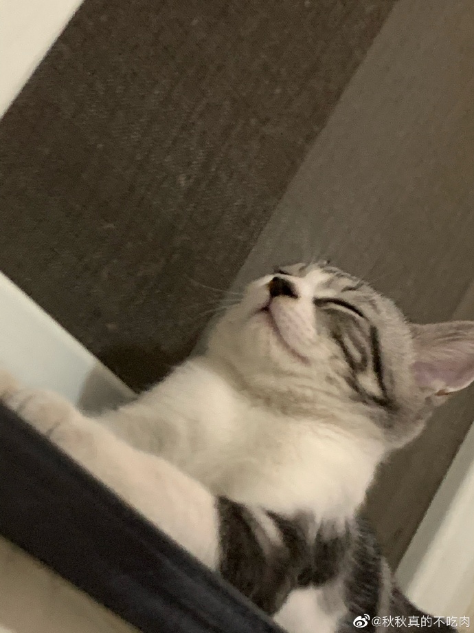 猫图片|宠物猫|猫咪|