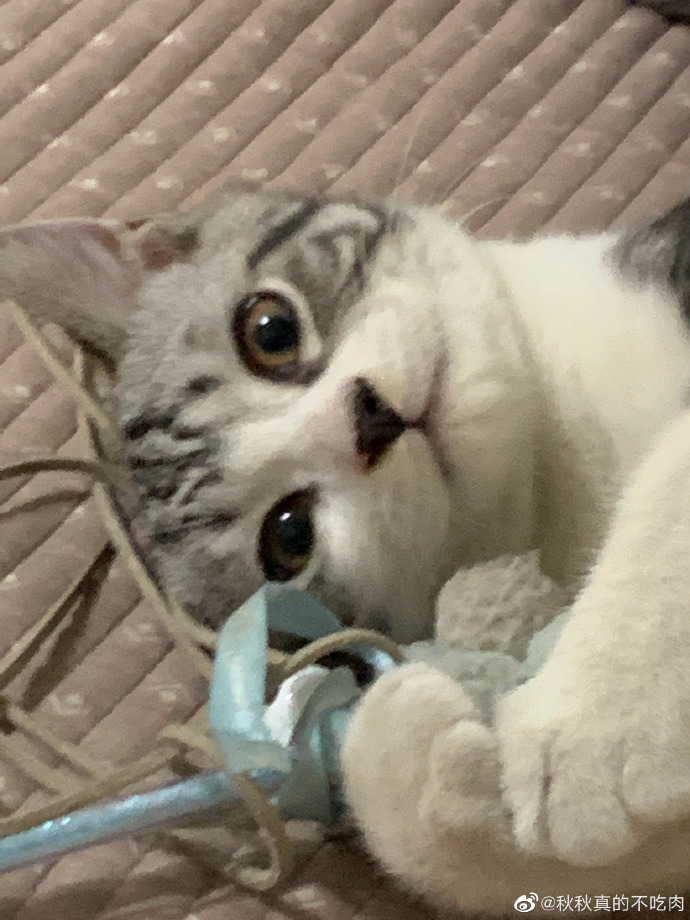 猫图片|宠物猫|猫咪|