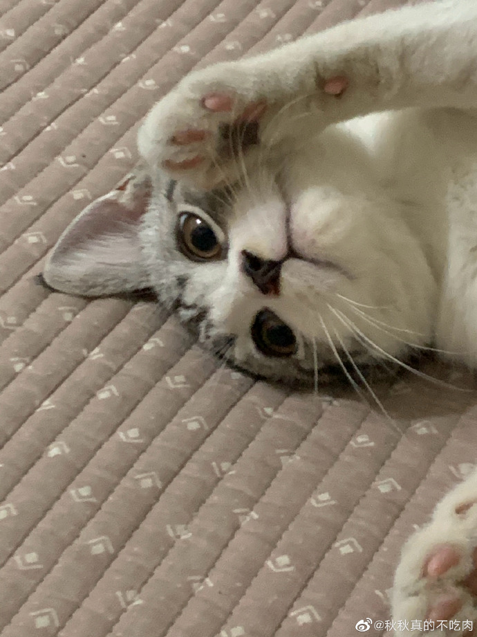 猫图片|宠物猫|猫咪|