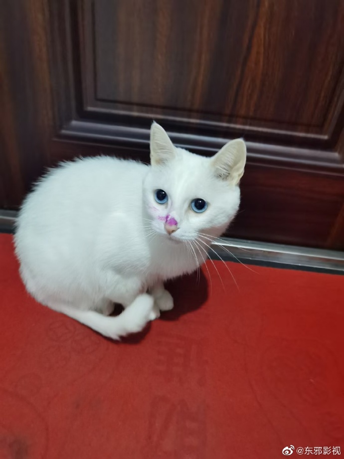 猫图片|宠物猫|猫咪|