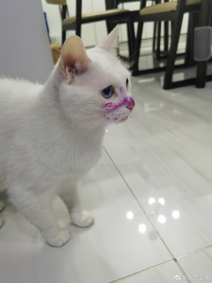 猫图片|宠物猫|猫咪|