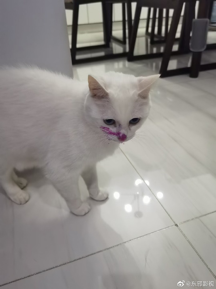 猫图片|宠物猫|猫咪|