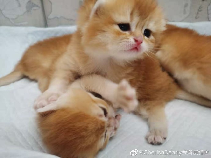 猫图片|宠物猫|猫咪|