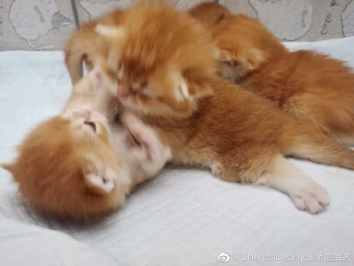 猫图片|宠物猫|猫咪|
