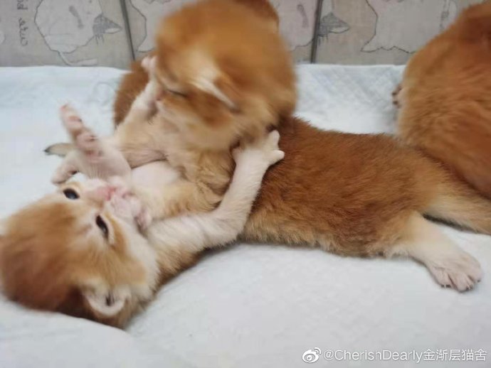 猫图片|宠物猫|猫咪|