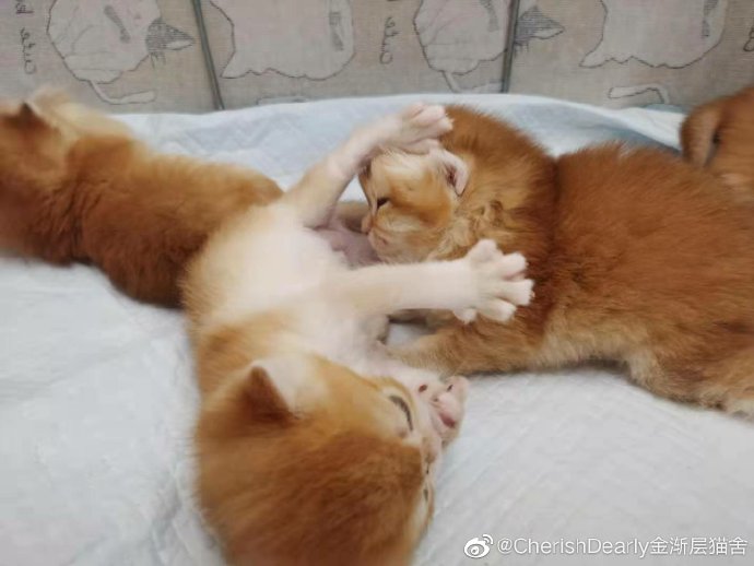 猫图片|宠物猫|猫咪|