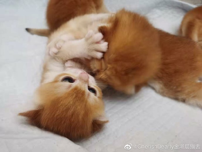 猫图片|宠物猫|猫咪|
