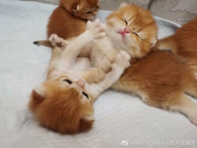 猫图片|宠物猫|猫咪|