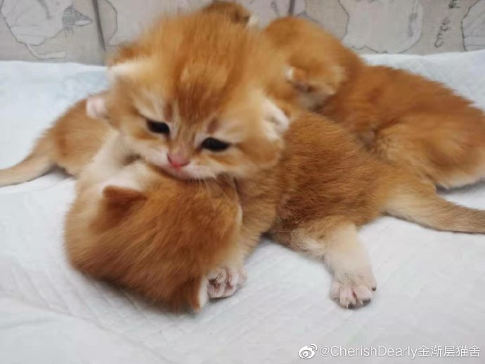 猫图片|宠物猫|猫咪|