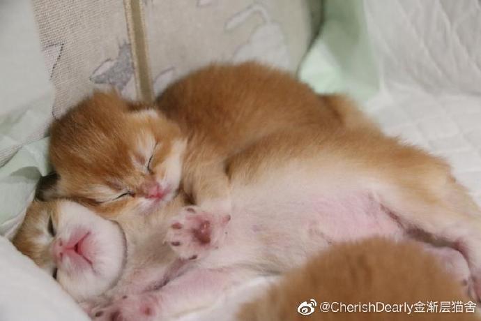 猫图片|宠物猫|猫咪|