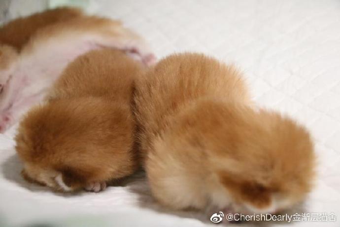 猫图片|宠物猫|猫咪|