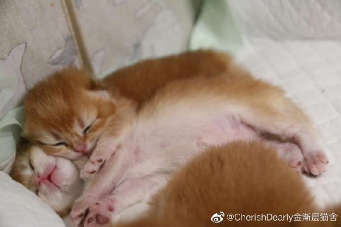 猫图片|宠物猫|猫咪|