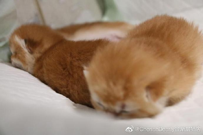 猫图片|宠物猫|猫咪|