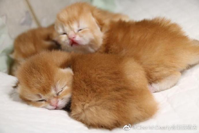 猫图片|宠物猫|猫咪|