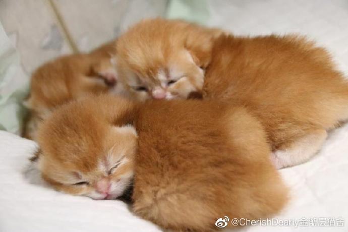 猫图片|宠物猫|猫咪|