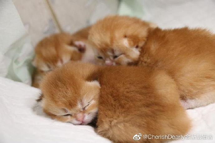 猫图片|宠物猫|猫咪|