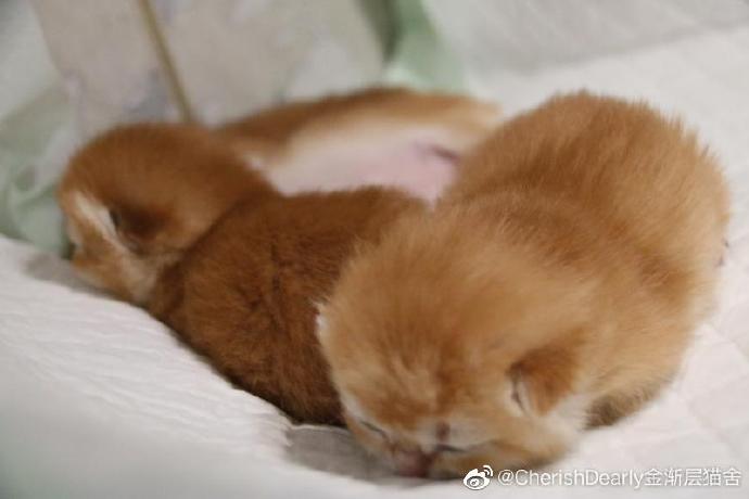 猫图片|宠物猫|猫咪|