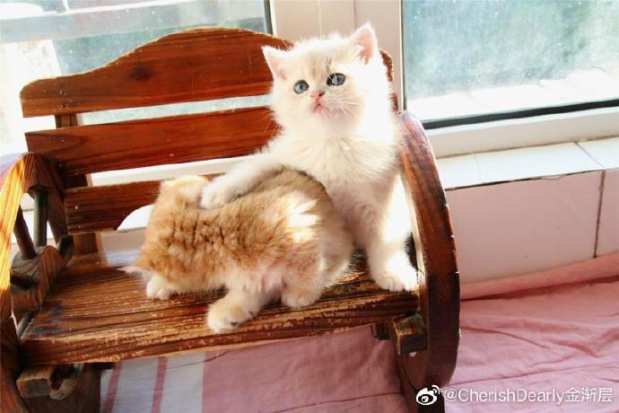 猫图片|宠物猫|猫咪|