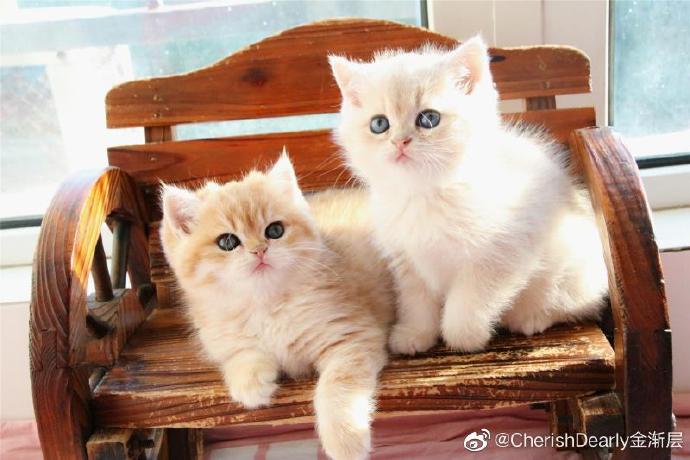 猫图片|宠物猫|猫咪|