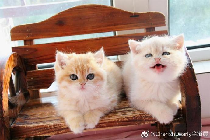 猫图片|宠物猫|猫咪|