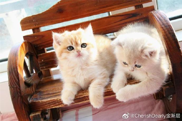 猫图片|宠物猫|猫咪|
