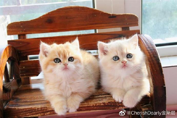 猫图片|宠物猫|猫咪|