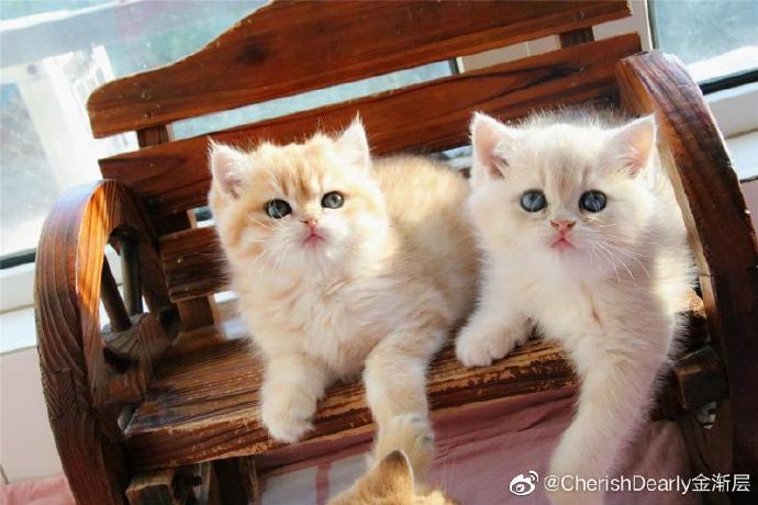 猫图片|宠物猫|猫咪|