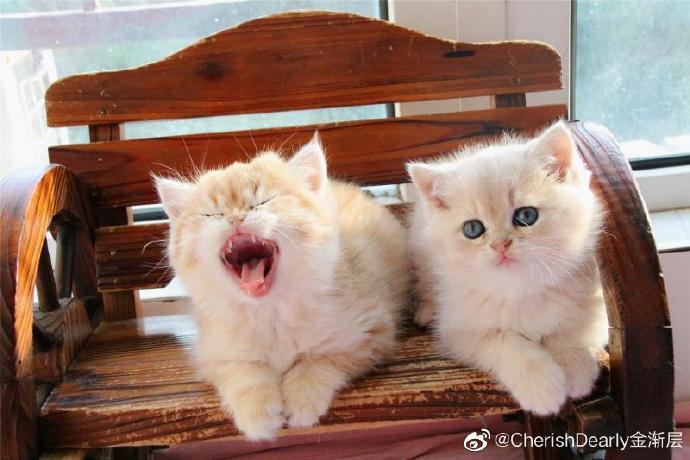 猫图片|宠物猫|猫咪|