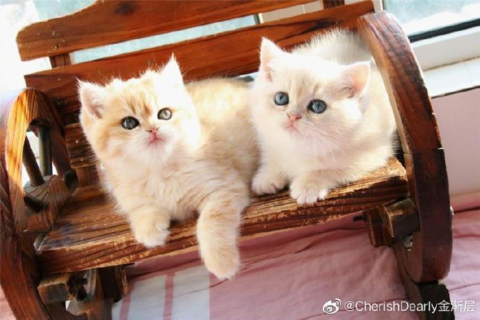 猫图片|宠物猫|猫咪|