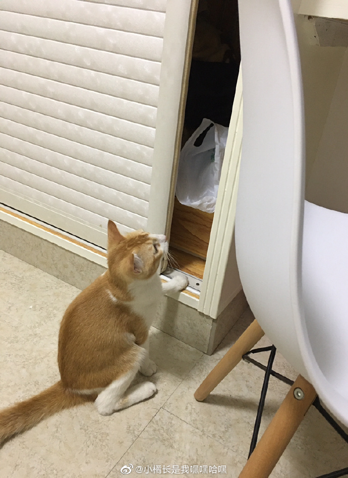 猫图片|宠物猫|猫咪|