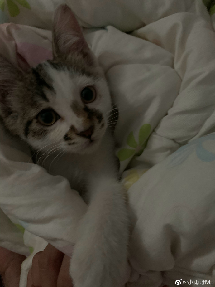 猫图片|宠物猫|猫咪|