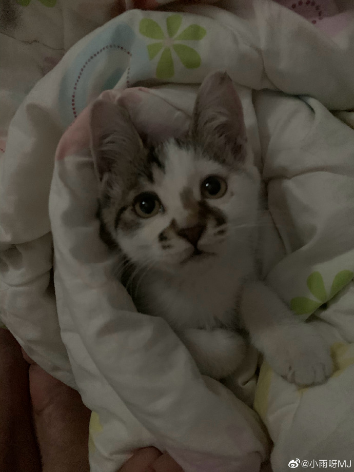 猫图片|宠物猫|猫咪|