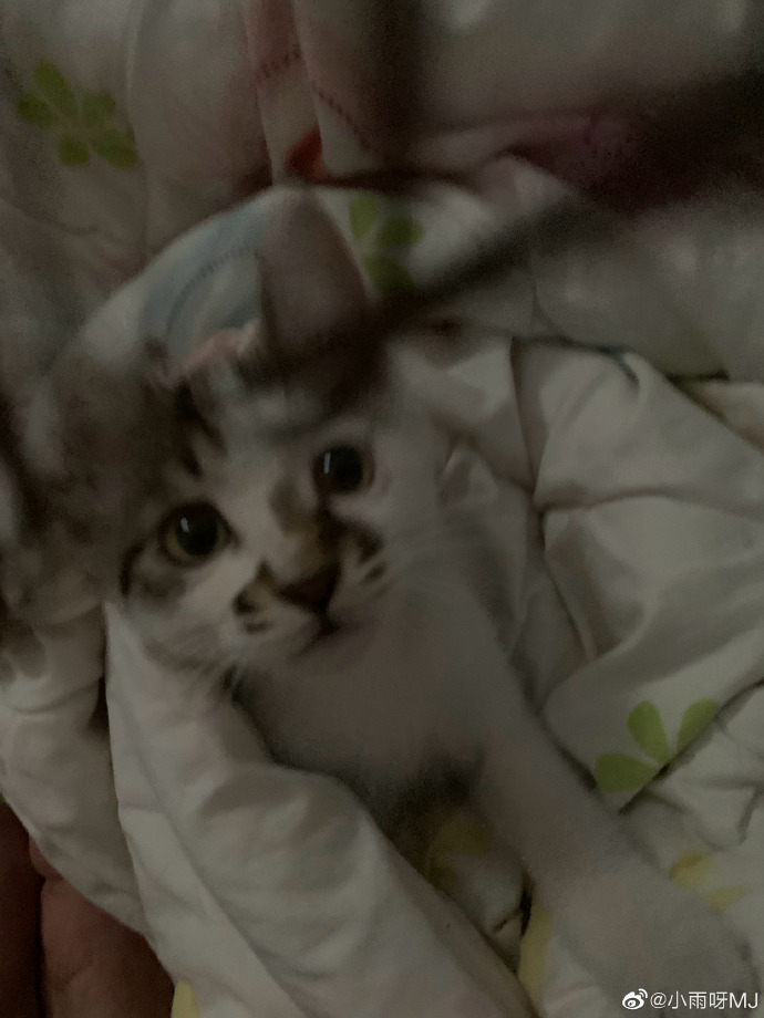 猫图片|宠物猫|猫咪|