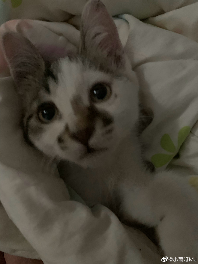 猫图片|宠物猫|猫咪|