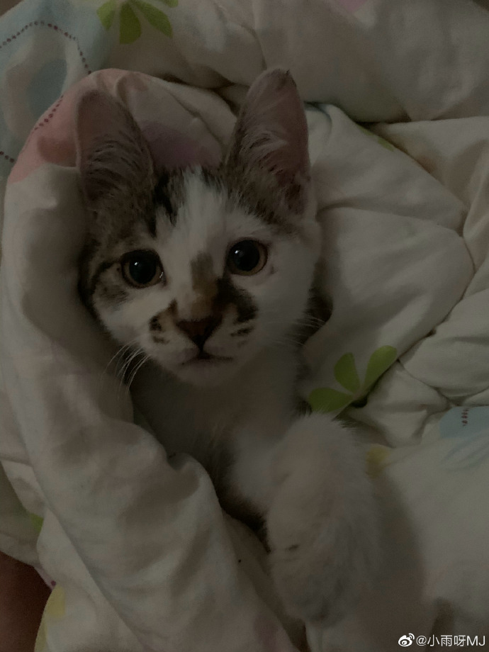 猫图片|宠物猫|猫咪|