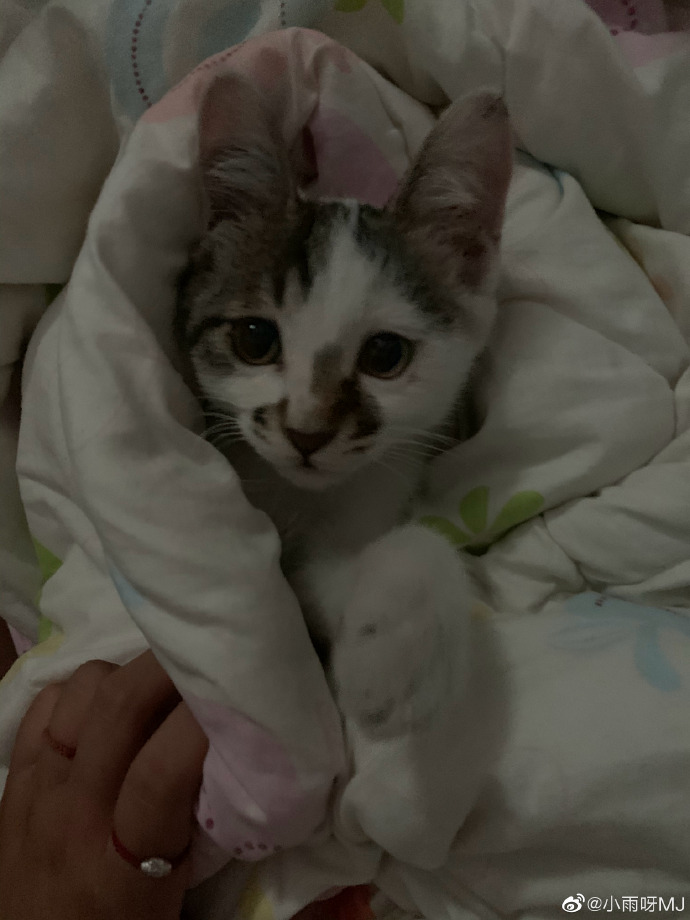 猫图片|宠物猫|猫咪|