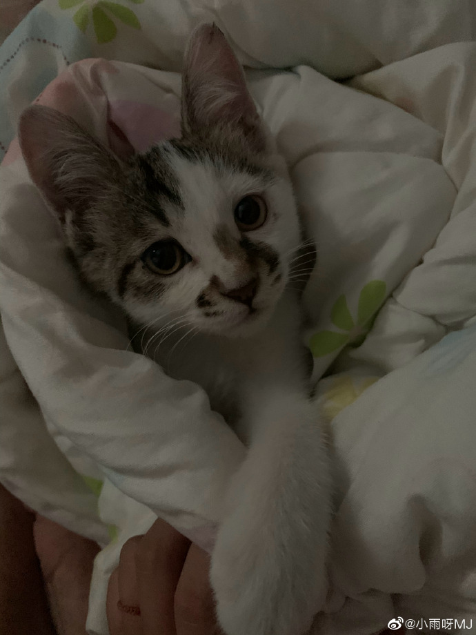 猫图片|宠物猫|猫咪|