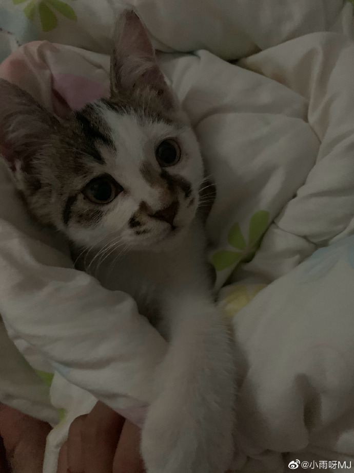 猫图片|宠物猫|猫咪|